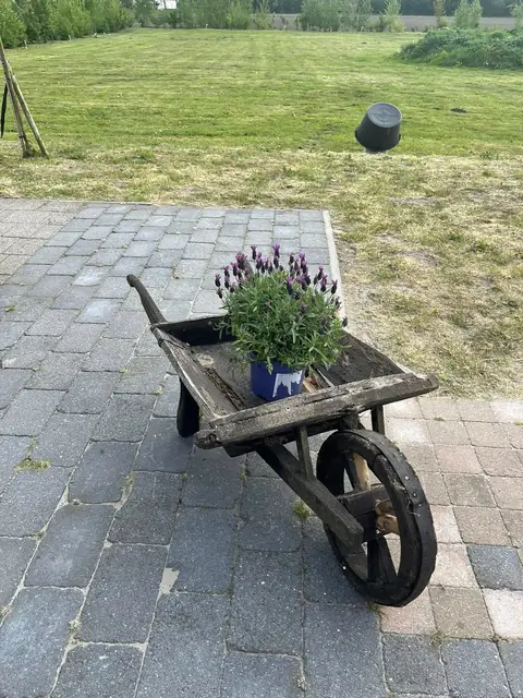 Oude kruiwagen met lavendel op het terras